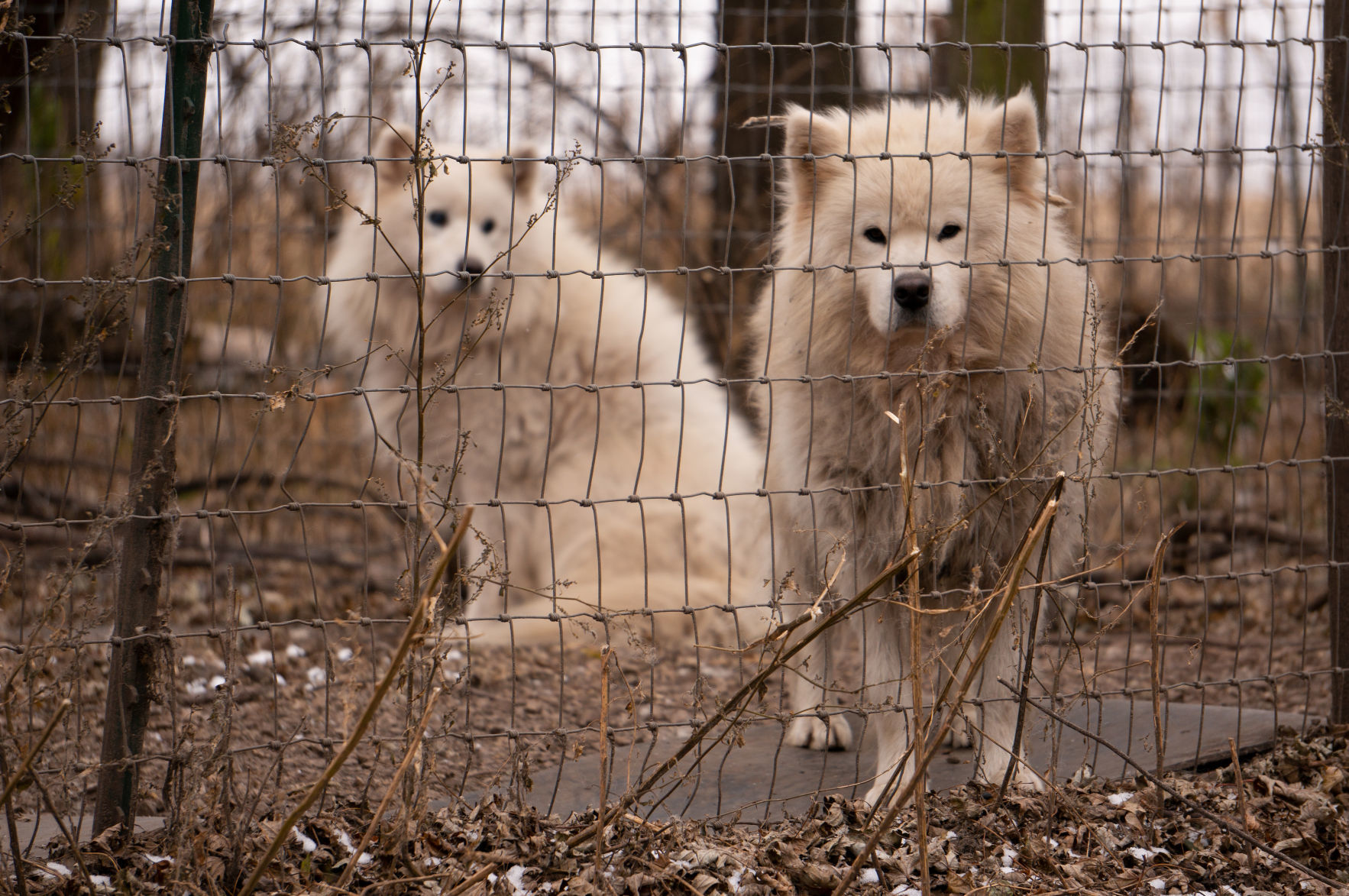 FIR_PuppyMill_WorthCo_IA_Nov1218_0110.JPG